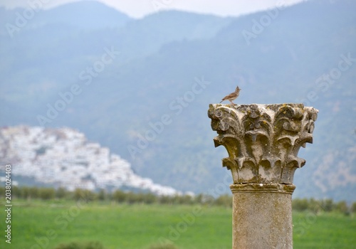 Tiny bird atop column at Volubilis Roman ruins in Morocco
