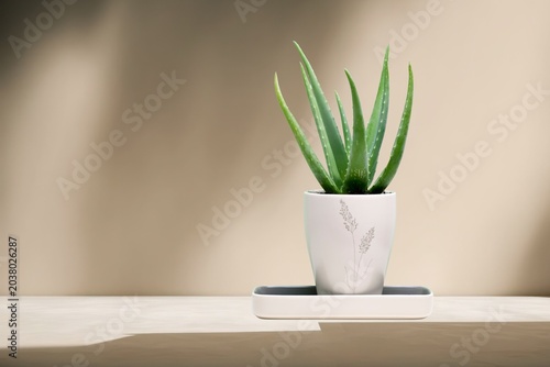 Fresh Aloe Vera Plant Thick Succulent Leaves and Cut Slices with Clear Gel