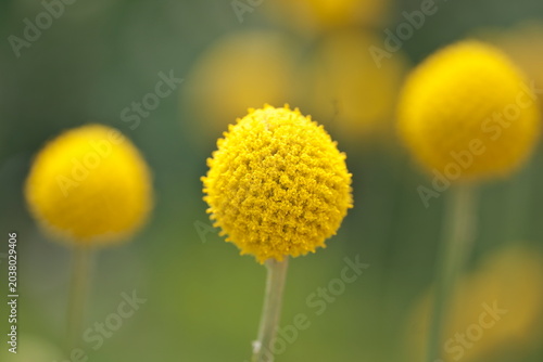 Canvastavla Tokyo, Japan - May 28, 2026: Closeup of yellow craspedia flower