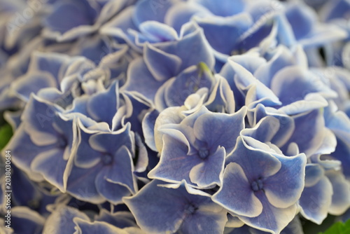 Tochigi, Japan - May 28, 2026: Closeup of colorful hydrangea flowers 
