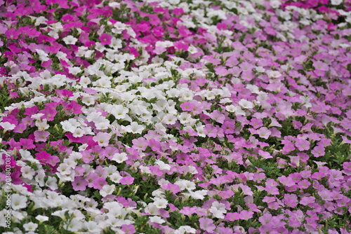 Tochigi, Japan - May 28, 2026: Petunia bed in a garden
