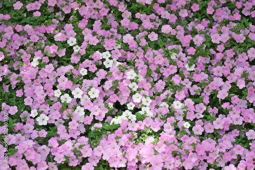 Tochigi, Japan - May 28, 2026: Petunia bed in a garden
