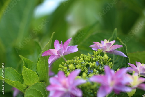 Foto 鮮やかに咲く、ガクアジサイ / Vivid lacecap hydrangea flowers and green foliage in rainy seaso