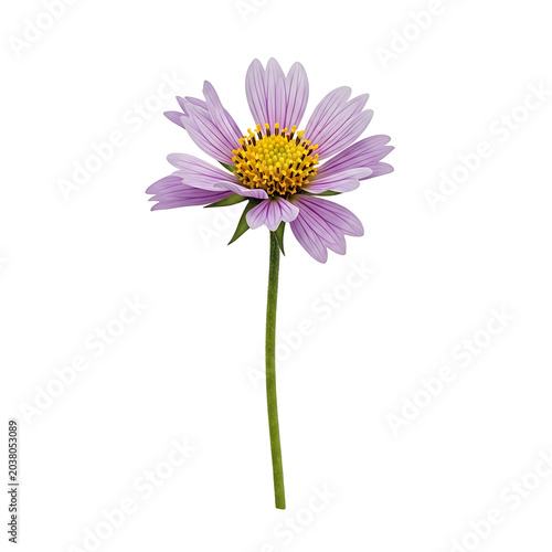 Single Pink Cosmos Flower Isolated on White Background