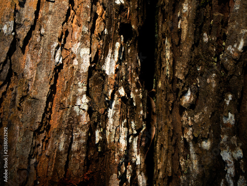 texture of mahogany bark that is decades old