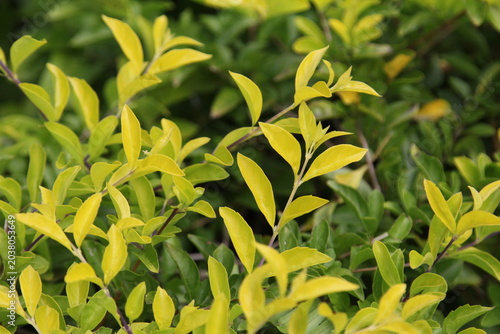 Bright yellow and green bush leaves