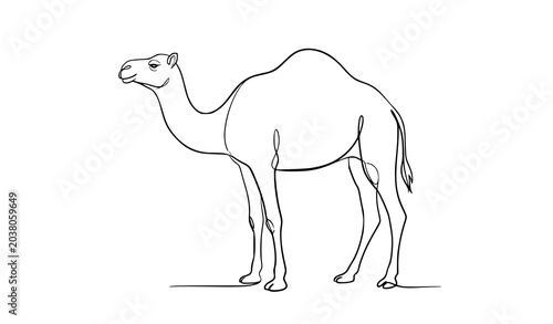 Bild auf Leinwand Hand drawn one hump camel continuous outline vector desert animal illustration