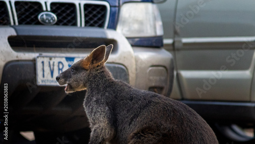 Foto Kanaroo grazing in front of parked cars