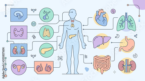 Foto Human Body Organs and Endocrine System Infographic.