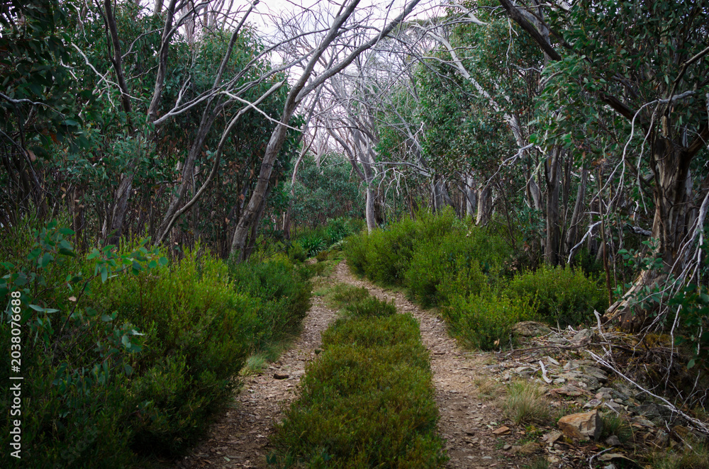 Fototapeta premium Four wheel drive track through burnt snow gum forest Australia