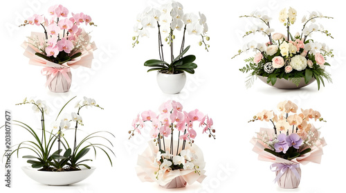 Orchid Assortment: A collection of exquisite orchid arrangements featuring delicate blooms in various shades of pink, white, and cream, presented in elegant pots and decorative wrapping.