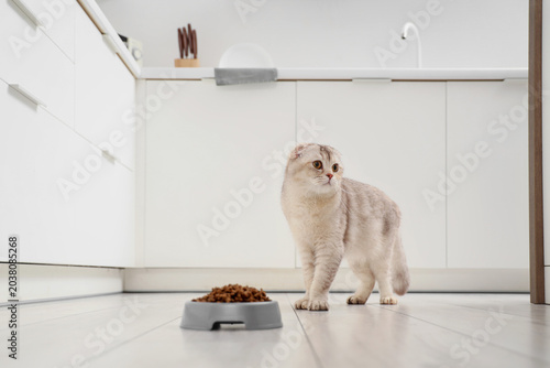 Photos Cute Scottish fold cat near bowl with food in kitchen