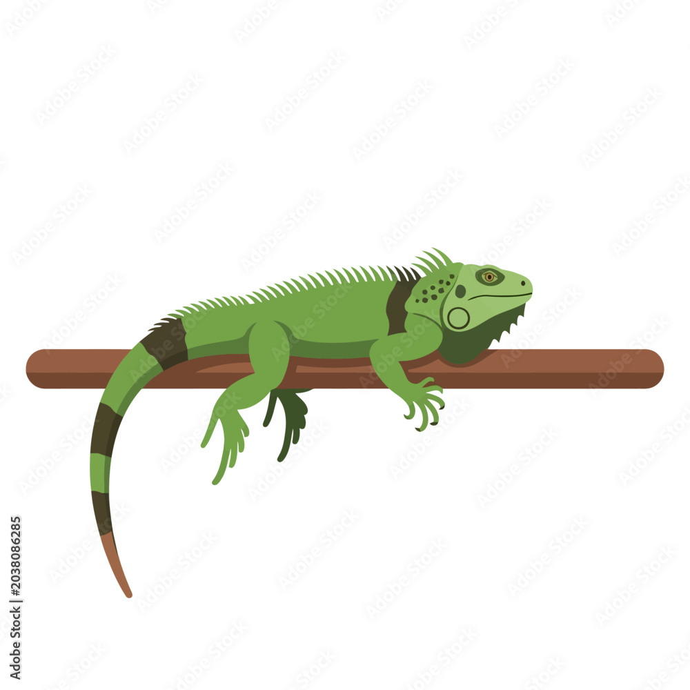 Fototapeta premium Green iguana resting on a brown wooden branch