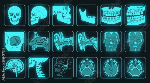 illustration x-ray human organ illustration set