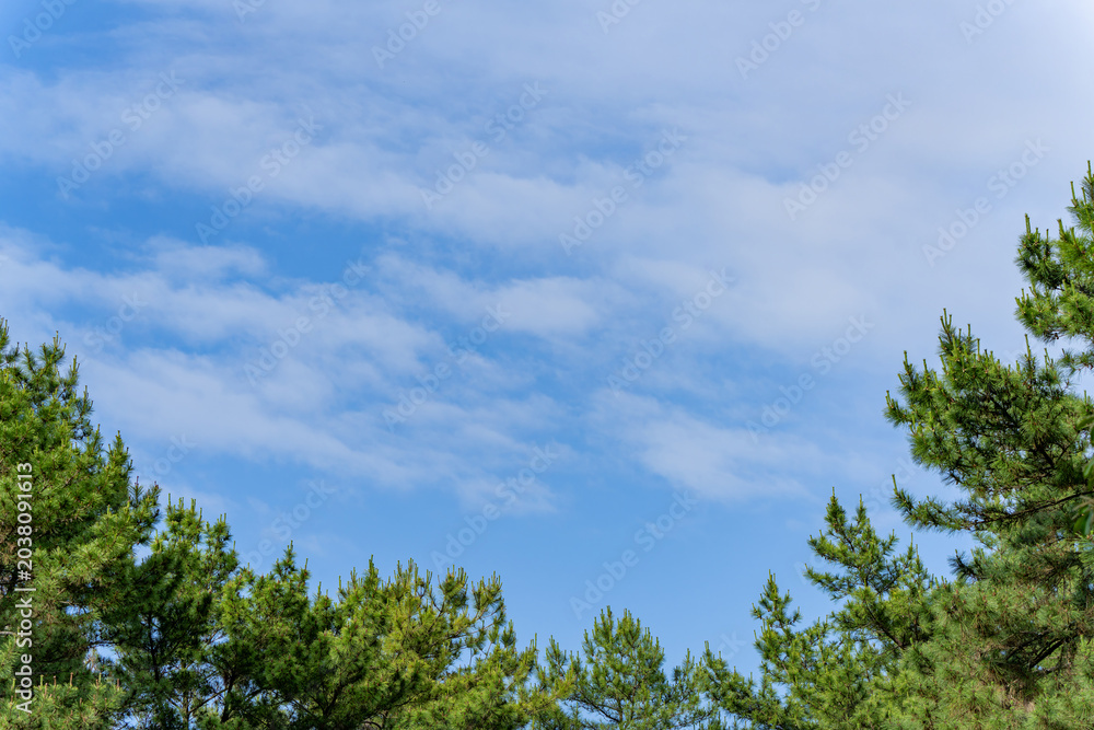 Fototapeta premium 松林と青空