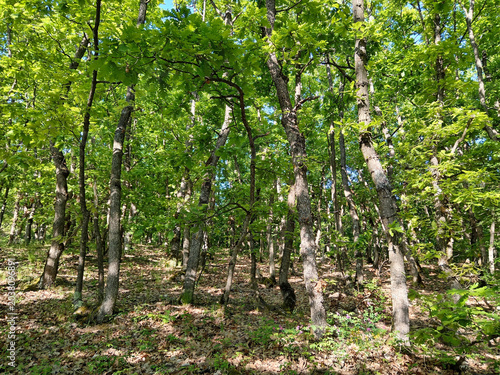 Photo of a beautiful green oak forest. Oak trees park in a sunny day.