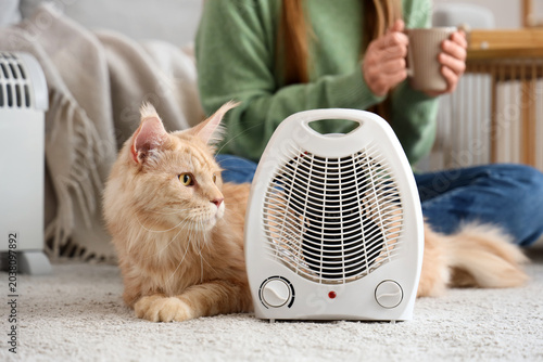 Cute Maine Coon cat with el...