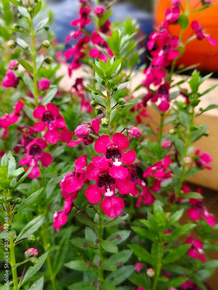 Fototapeta premium pink flowers in the garden