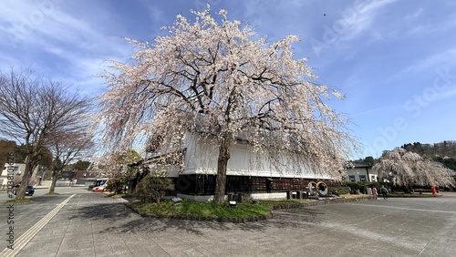 Beautiful weeping cherry blossoms in full bloom at Kakunodate samurai district, Japan.