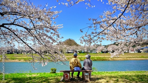 Elderly couple sitting side by side under blooming cherry blossoms in Kakunodate, Japan.