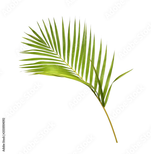 Green palm leaf on transparent background