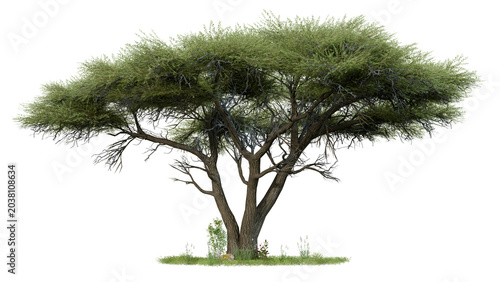 Quadro su tela Realistic African Acacia Tree with Grass and Wildflowers,  3D Trees Isolated on
