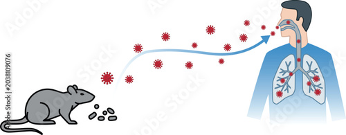 Photos Flat minimalist vector of hantavirus spreading from infected rodent to human respiratory system and lungs