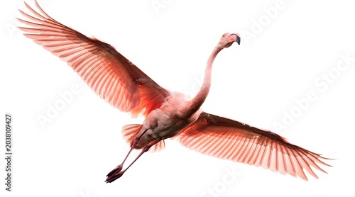 Graceful pink flamingo in flight with wings fully extended.