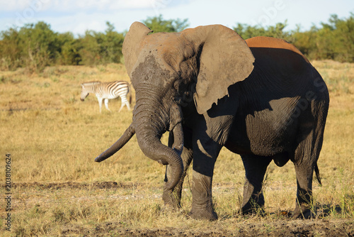 Photography Afrikanischer Elefant / African elephant / Loxodonta africana