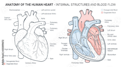 Detailed vector illustration of human heart anatomy showing internal structures and blood flow pathways