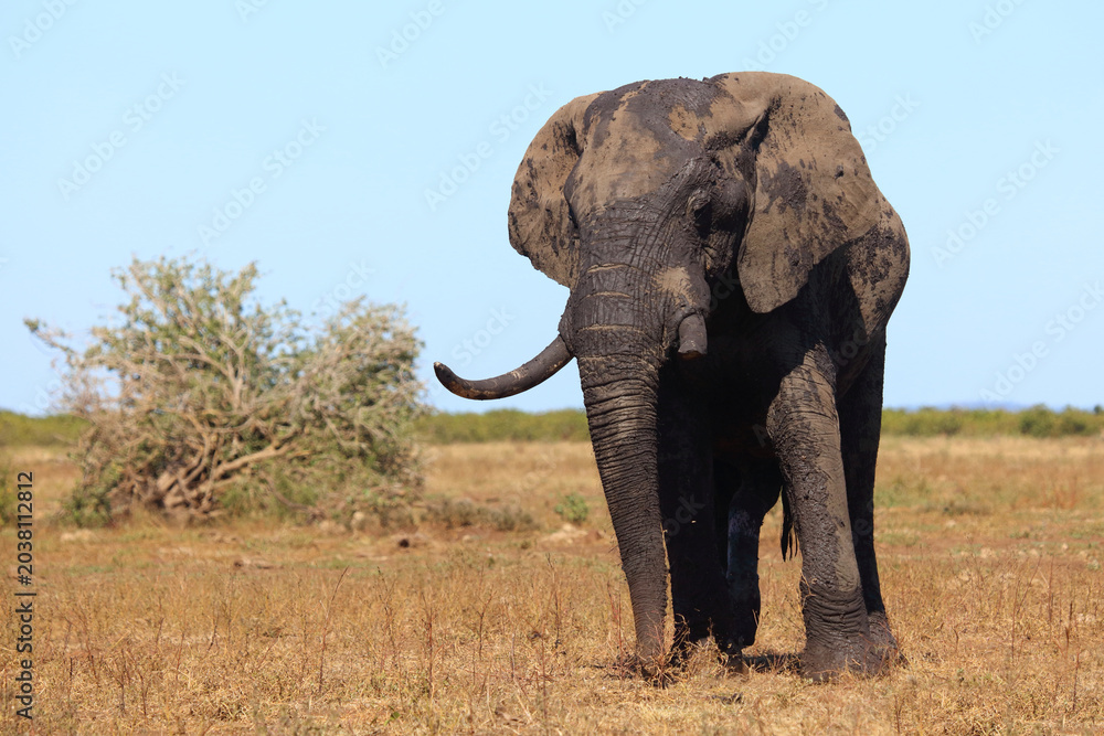 Fototapeta premium Afrikanischer Elefant / African elephant / Loxodonta africana