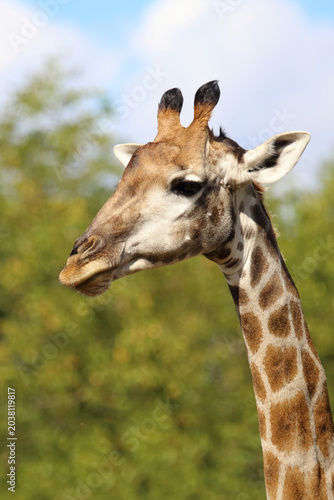 Quadro su tela Giraffe / Giraffe / Giraffa camelopardalis