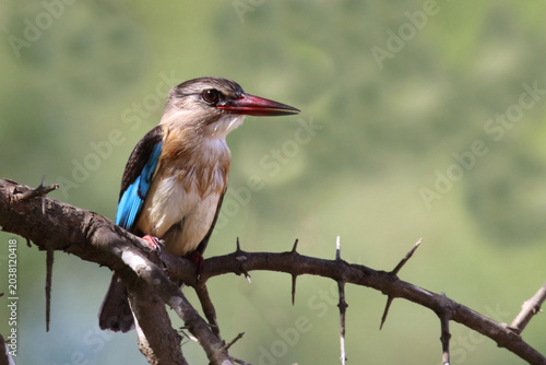 Photography Braunkopfliest / Brown-hooded kingfisher / Halcyon albiventris