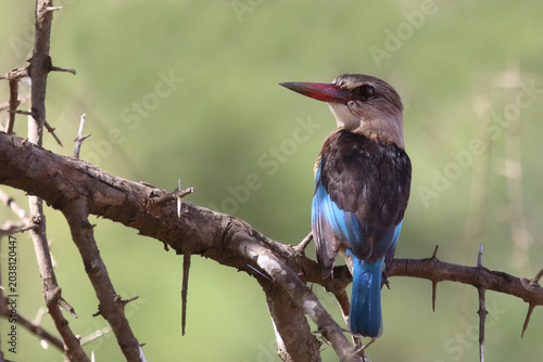 Foto Braunkopfliest / Brown-hooded kingfisher / Halcyon albiventris