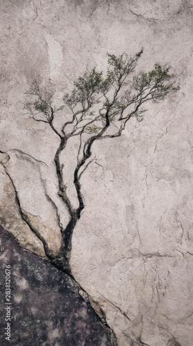 Lone Tree Growing on Rocky Surface