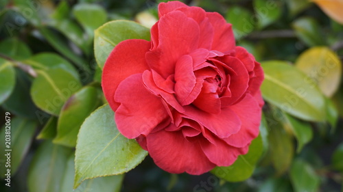 Incredible beautiful red camellia - Camellia japonica, known as common camellia or Japanese camellia.