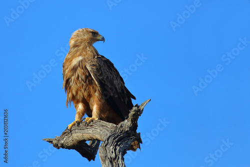 Cuadro en lienzo Savannenadler oder Raubadler / Tawny Eagle / Aquila rapax