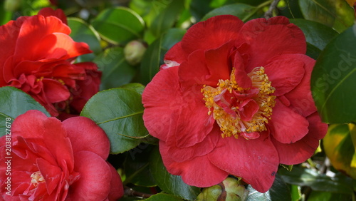 Incredible beautiful red camellia - Camellia japonica, known as common camellia or Japanese camellia.