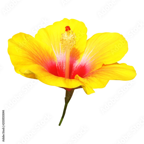 Yellow and Red Hibiscus Flower Stock photo