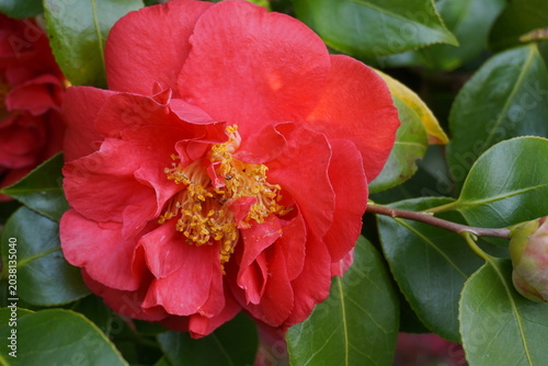 Incredible beautiful red camellia - Camellia japonica, known as common camellia or Japanese camellia.