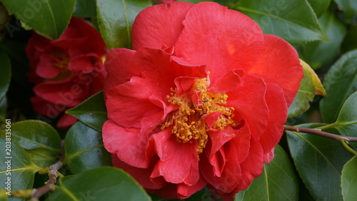Incredible beautiful red camellia - Camellia japonica, known as common camellia or Japanese camellia.