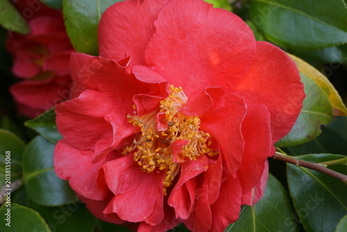 Incredible beautiful red camellia - Camellia japonica, known as common camellia or Japanese camellia.