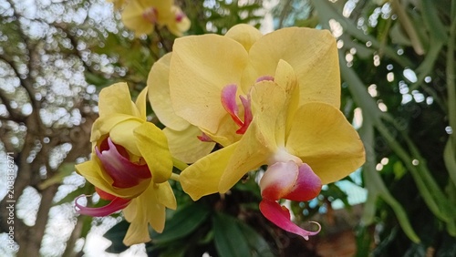 Close-up of soft yellow Phalaenopsis orchids with pink and red speckled centers, set against blurred green leaves and sunlight filtering through trees.