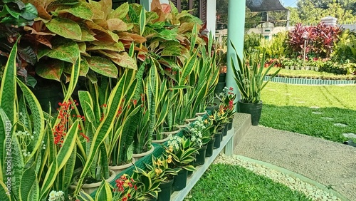 A sunny porch display with rows of potted snake plants and colorful Aglaonema, plus small flowering plants with red and white blooms, set against a neatly kept lawn and garden in the background.
