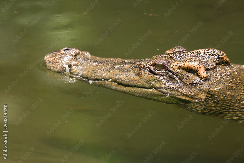 Fototapeta premium The crocodile is show head in the river