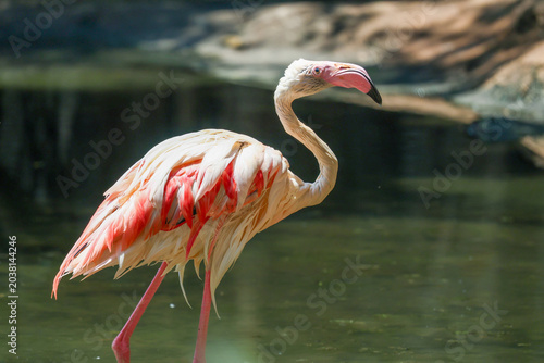 Close up flamingo in garden at thailand