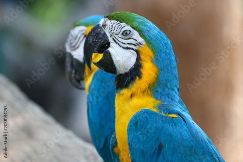 Close up head the Blue macaw parrot bird in garden