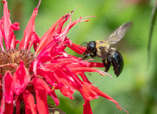 Closeup of Bumblebee and Bee Balm Flower