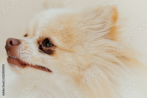 Obraz na płótnie retrato de perro cachorro