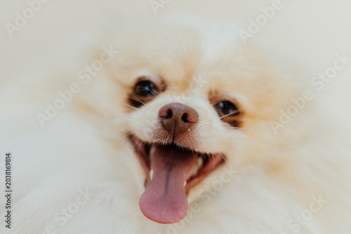 Foto retrato de perro cachorro